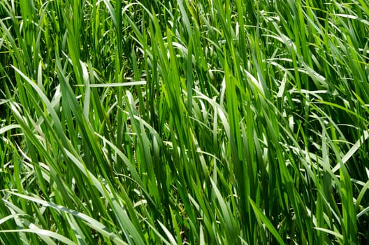Natural natural background from a green grass on a meadow