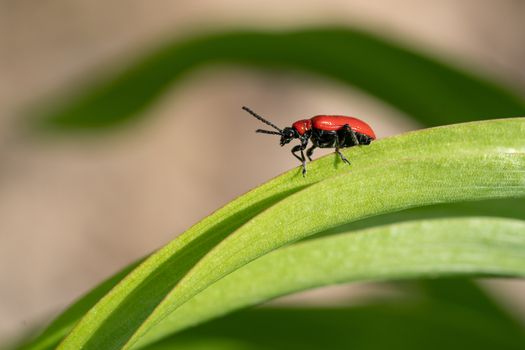 Lily leaf beetle (Lilioceris lilii), vermin in the gardens