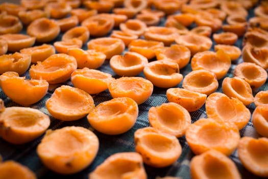 Fresh summer harvest of juicy mellow orange apricot fruits are drying on sun preparing for conservation