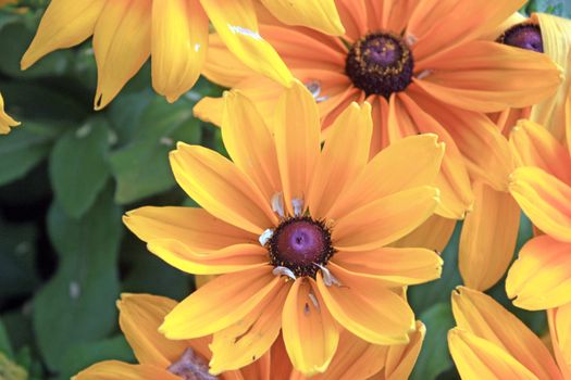 Black-Eyed Susan yellow flowers, Rudbeckia hirta. Close up shooting