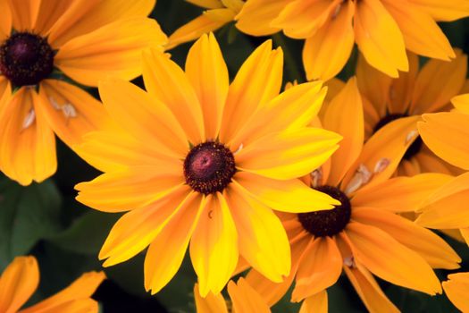 Black-Eyed Susan yellow flowers, Rudbeckia hirta. Close up shooting