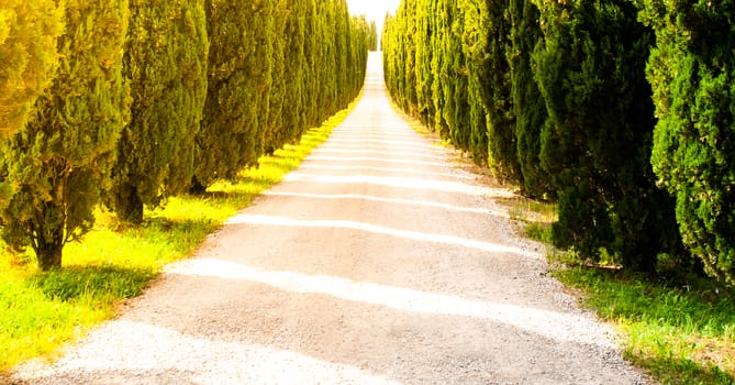 Cypress alley with rural country road, Tuscany, Italy