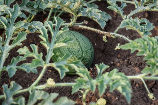 Young small round watermelon lie in the garden bed in fine clear weather morning close-up