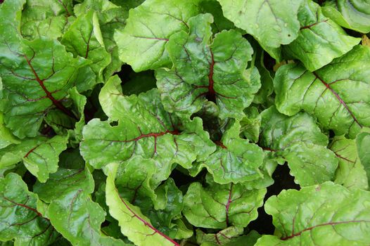 Vegetable background from foliage of the beet