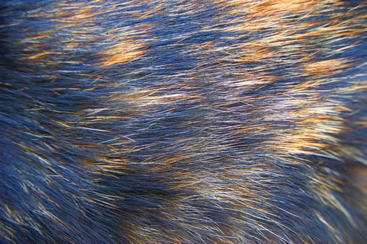 Beautiful wool home animal cat varied tone