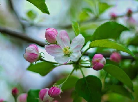 Cherry flowers in full bloom during spring time, close up