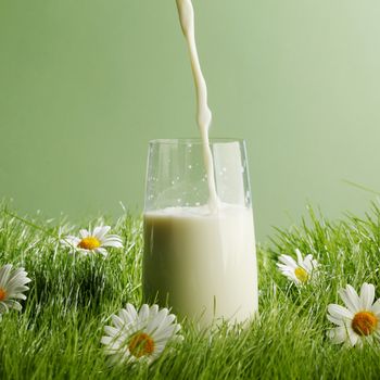 Pouring milk in a glass standing on flower field