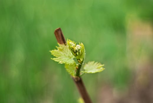 Grapevine starting vegetation in early spring, closeup