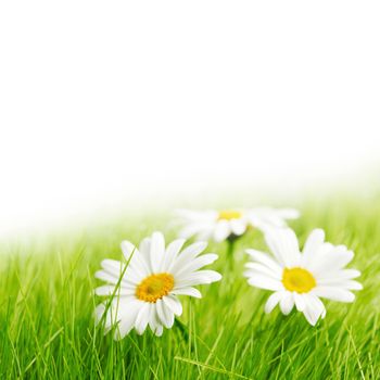 White daisy flowers in green grass isolated on white background