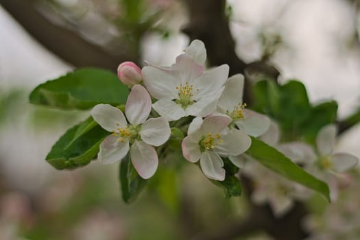 Cherry flowers in full bloom during spring time, close up