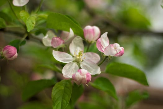 Cherry flowers in full bloom during spring time, close up