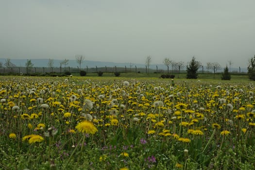 Field full of blooming dandelions in spring time