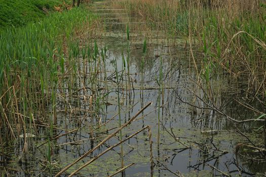 Cane grows in the swamp during spring time