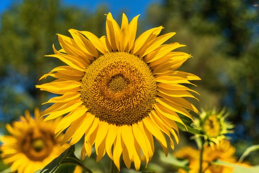 Sunflower field landscape