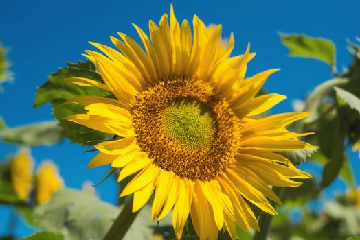 Sunflower field landscape