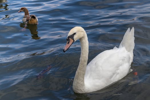 Mute Swan and Egyptian Goose on the River Thames at Windsor