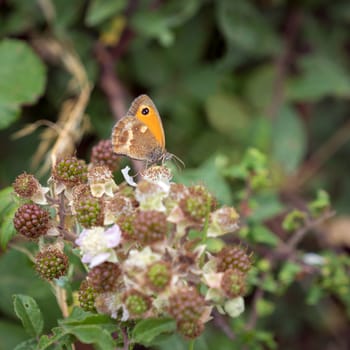 Small Heath Butterfly (Coenonympha pamphilus) resting on a Blackberry bush