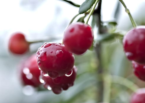 cherry with rain drops on the branches on blurred nature background