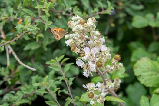 Small Heath Butterfly (Coenonympha pamphilus) resting on a Blackberry bush