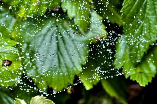 raindrops on the web reminiscent of small glowing planets in outer space