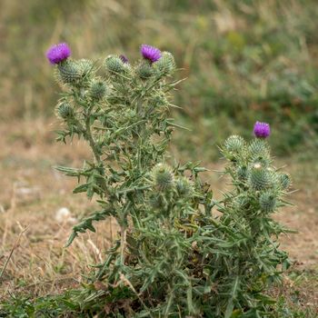 Spear Thistle (Cirsium vulgare) flowering in the Sussex countryside