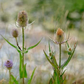 Teasels (Dipsacus) flowering in the Sussex countryside