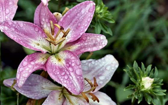 pink Lily with drops of rain on blurred nature background