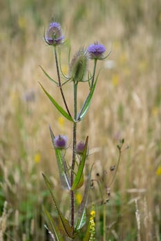 Teasels (Dipsacus) flowering in the Sussex countryside