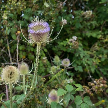 Teasels (Dipsacus) flowering in the Sussex countryside