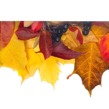 Composition of colorful autumn leaves isolated on white background, frame with copy space for text