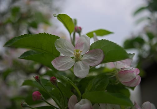 Cherry flowers in full bloom during spring time, close up