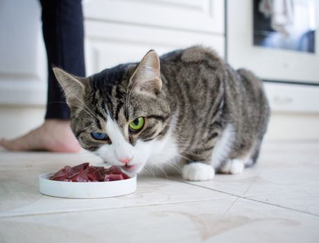 Domestic pet cat with multicolored blue and green eyes eats meat meal from feeding bowl