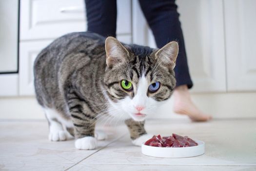 Watchful wary domestic pet cat with multicolored blue and green eyes guards meal meat in feeding bowl before eating