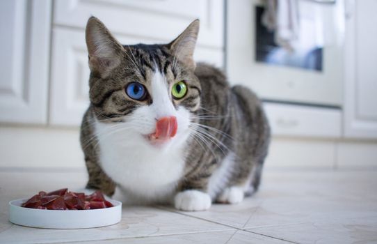 Domestic pet cat with multicolored blue and green eyes leaks it's lips while eating meat from feeding bowl