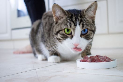 Domestic pet cat with multicolored blue and green eyes leaks it's lips while eating meat from feeding bowl