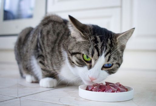 Domestic pet cat with multicolored blue and green eyes eats meat meal from feeding bowl