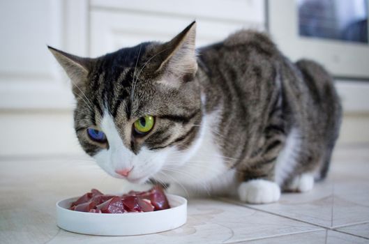 Domestic pet cat with multicolored blue and green eyes eats meat meal from feeding bowl