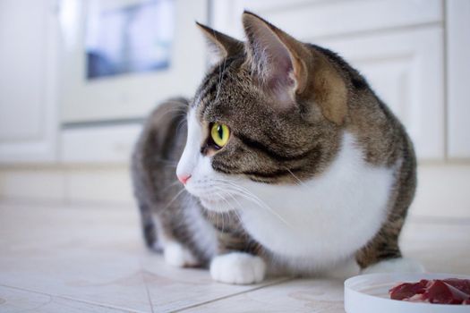 Domestic pet cat sitting near feeding bowl with meat looks around with caution