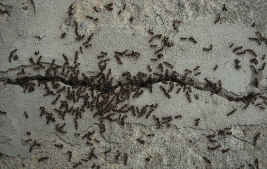 Bunch of ants fighting on concrete floor