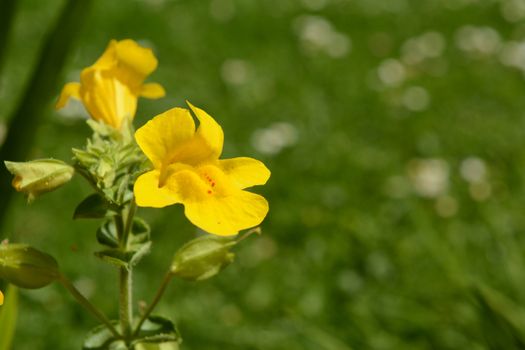 Single yellow mimulus flower with red spots against background of green grass with copy space