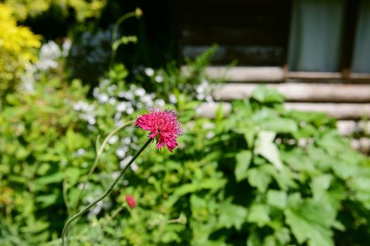 Pink knautia flower in selective focus against verdant garden flower bed
