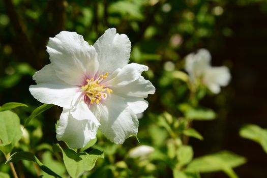 White philadelphus - mock orange - flower against green background