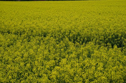 Field full of blooming yellow canola flowers