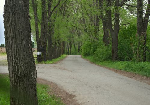 Countryside asphalt road surrounded with trees, springtime