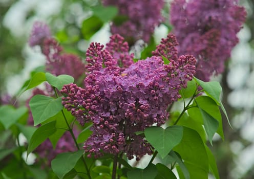 Lilac tree blooming violet flowers during spring time