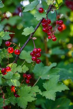 Bunches of ripe red currant hang on a branch in the garden. vertical