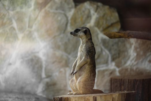 Meerkat standing up on a branch and keep watch