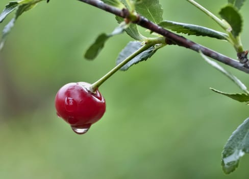 cherry with rain drops on the branches on blurred nature background