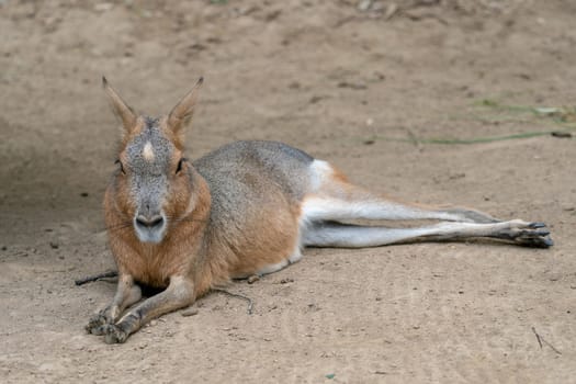 Patagonian mara resting at the ground, Dolichotis patagonum