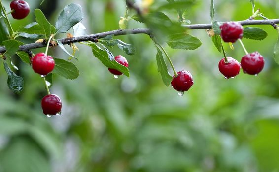 cherry with rain drops on the branches on blurred nature background